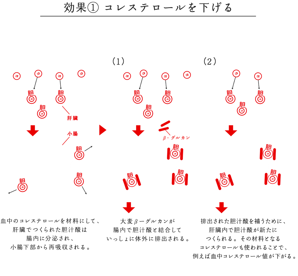 効果① コレステロールを下げる 胆汁酸に含まれる脂肪が、大腸から体内へ消化・吸収されてしまう。